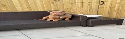 Olde English Bulldogge dogs for stud: Chico olde English Bulldog for Stud in Liverpool - Advert 3