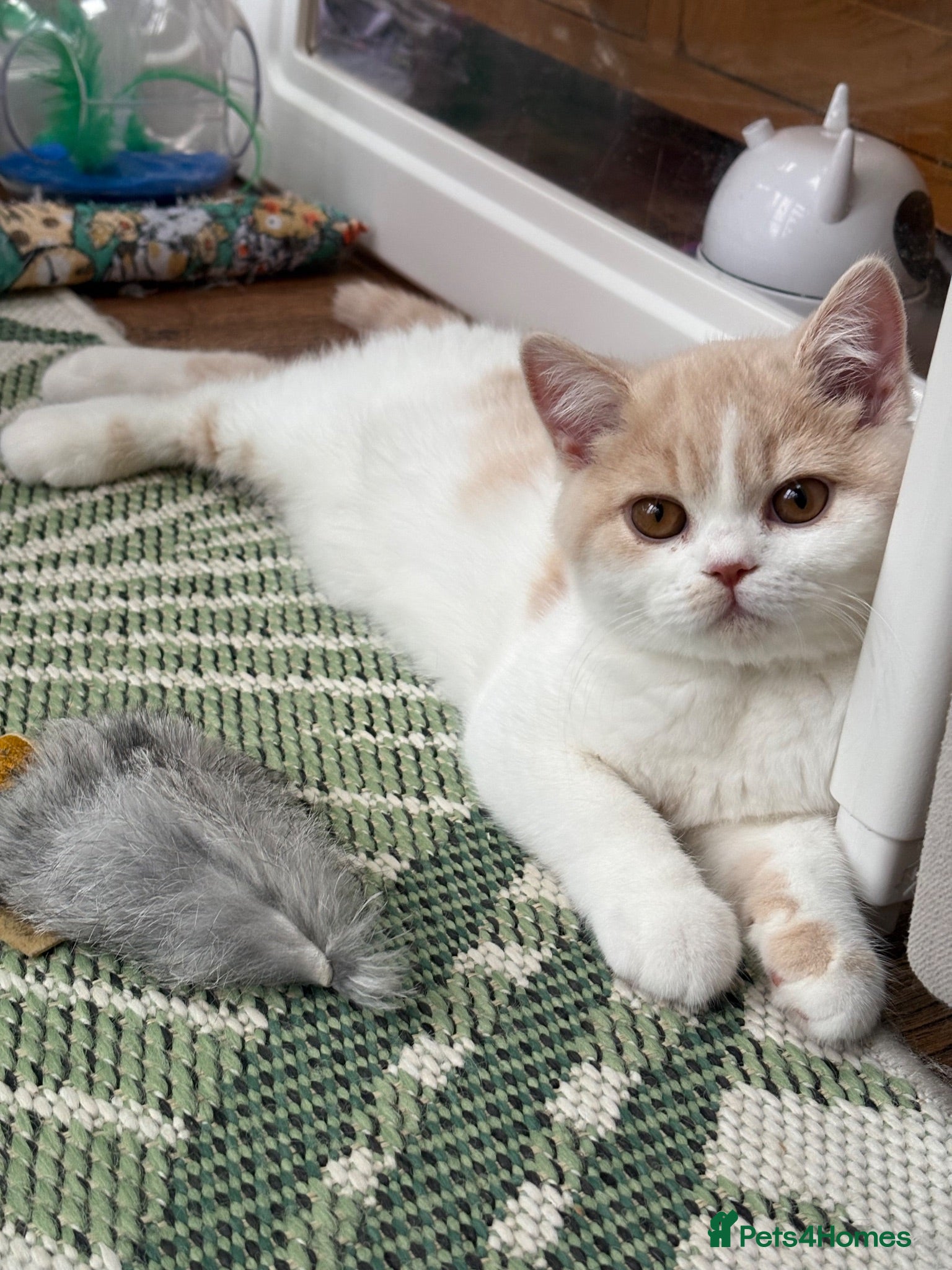 British Shorthair cats Gccf registered bsh kittens-2 girls left-ready now - Advert 14