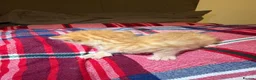 British Shorthair cats for sale: Beautiful British shorthaired kittens available in Shrewsbury - Advert 19