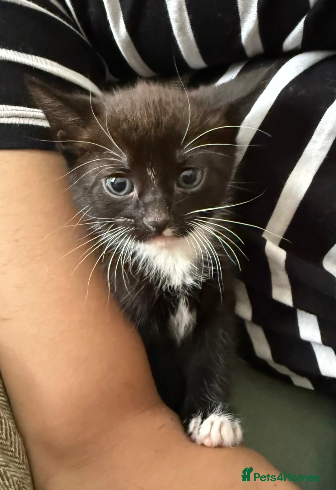 Mixed Breed cats for sale: Black and white tuxedo male kitten in Luton - Advert 1