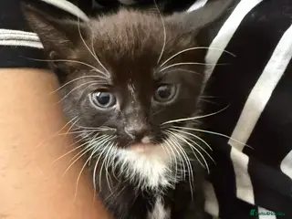 Mixed Breed cats Black and white tuxedo male kitten - Advert 2