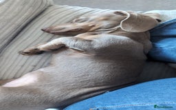 Miniature Dachshund dogs for sale: Winnie Miniature dachshund for sale  - Image 6