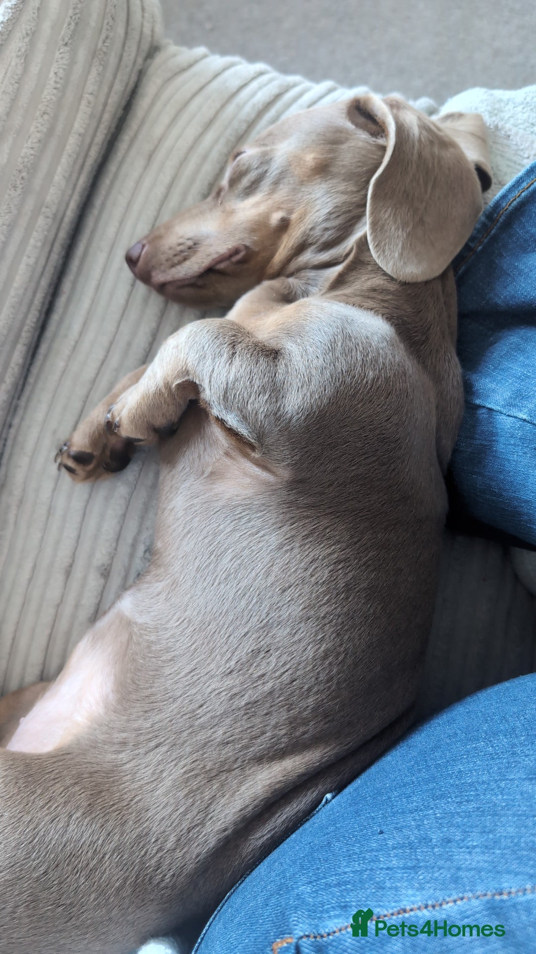 Miniature Dachshund dogs for sale: Winnie Miniature dachshund for sale  - Image 6