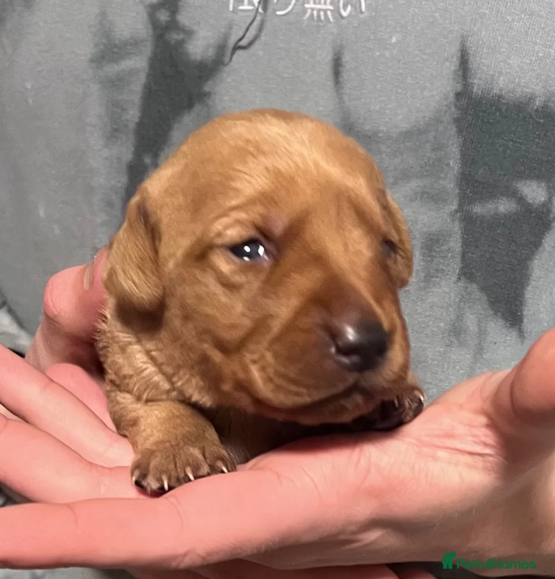 Labrador Retriever dogs for sale: DARK FOX RED KC LAB PUPS HEALTH TESTED 5* BREEDER - Advert 14