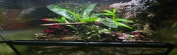 Frog reptiles for sale: Bioactive Dart Frog Vivarium 45cmPlanted/Automated - Advert 1