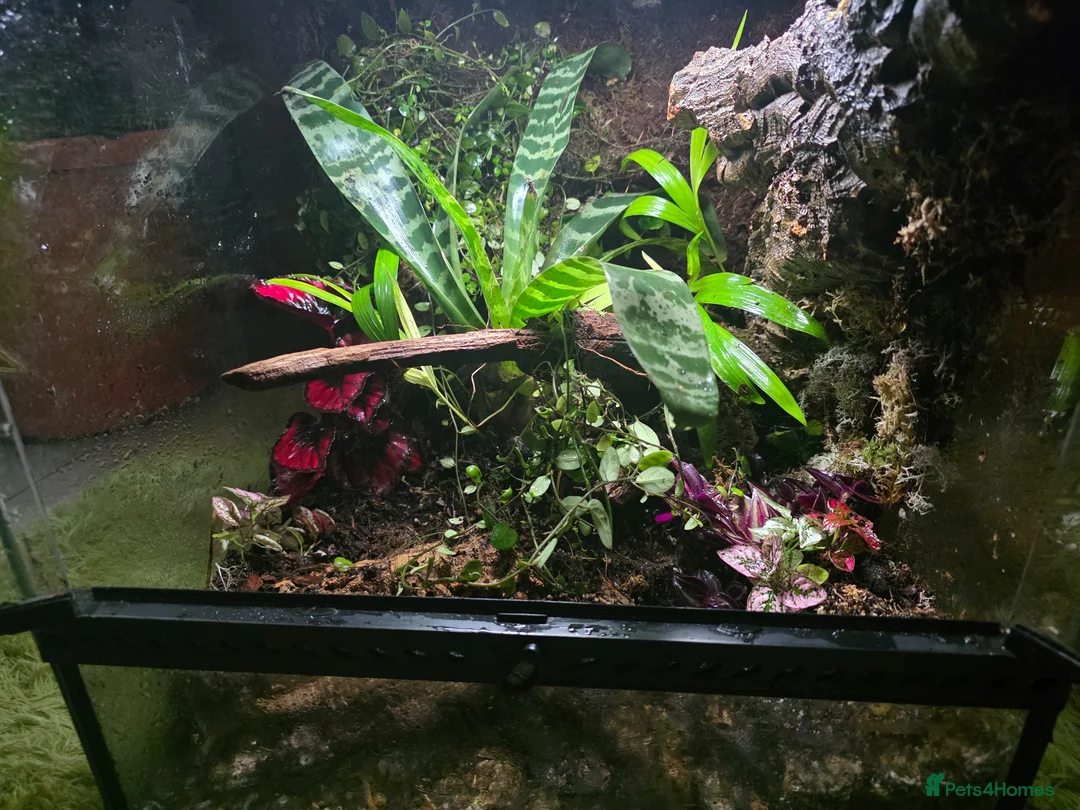 Frog reptiles for sale: Bioactive Dart Frog Vivarium 45cmPlanted/Automated - Advert 1