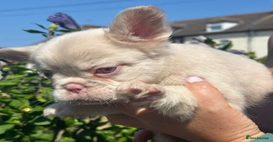 French Bulldog dogs - Advert 2