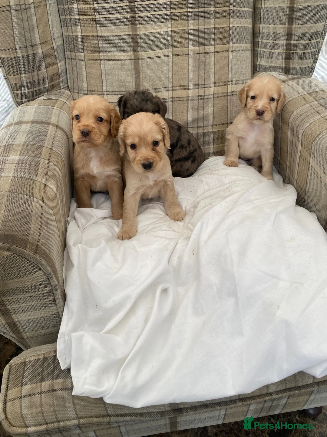Cocker Spaniel dogs for sale: Lovely cocker spaniel puppies in Durham - Advert 8