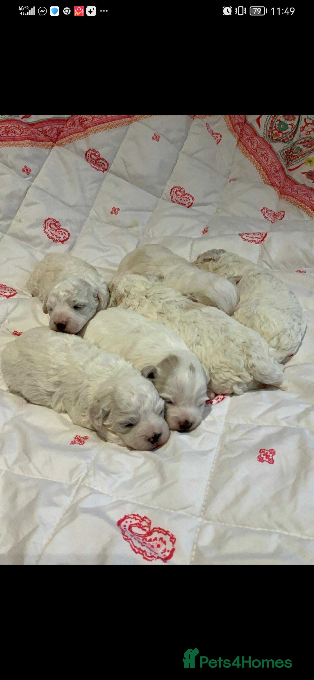 Maltese dogs for sale: Bishon Maltese  - Image 7