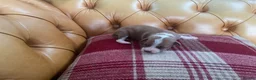Italian Greyhound dogs for sale: Gorgeous Italian greyhound puppies  - Advert 10