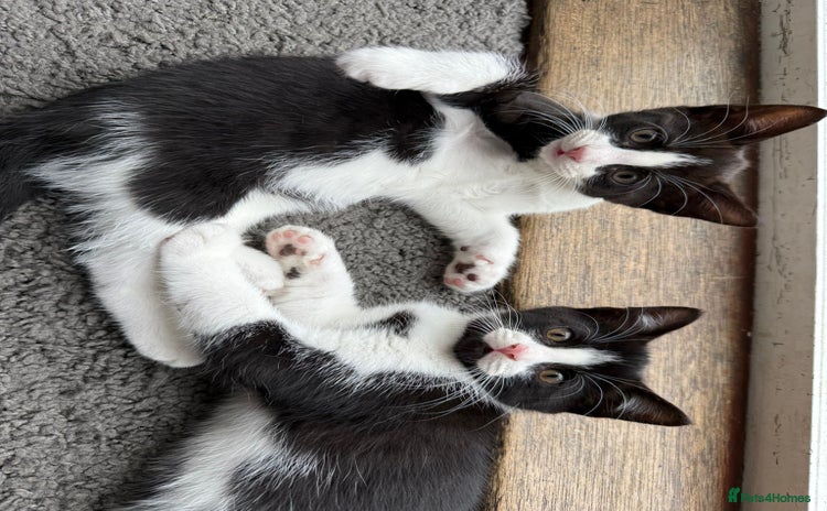 Mixed Breed cats - Advert 1
