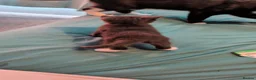 Bombay cats for sale: chocolate tuxedo cross bombay girl  - Advert 4
