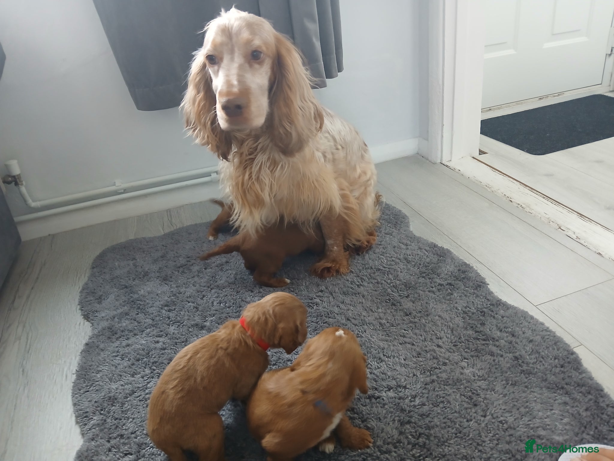 Cockapoo dogs Red and apricot cockedpoo puppys - Advert 1