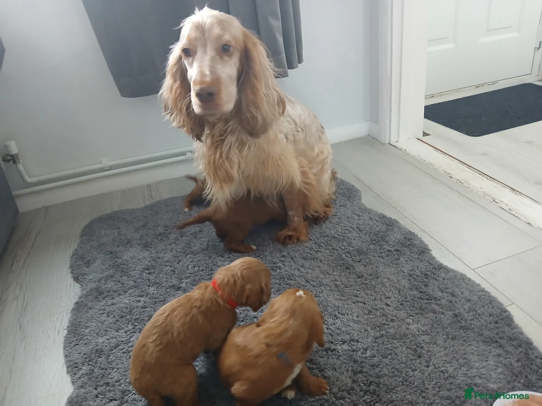 Cockapoo dogs for sale: Red and apricot cockedpoo puppys - Advert 1