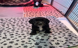 Bocker dogs for sale: Bocker Puppies for Sale - Image 9