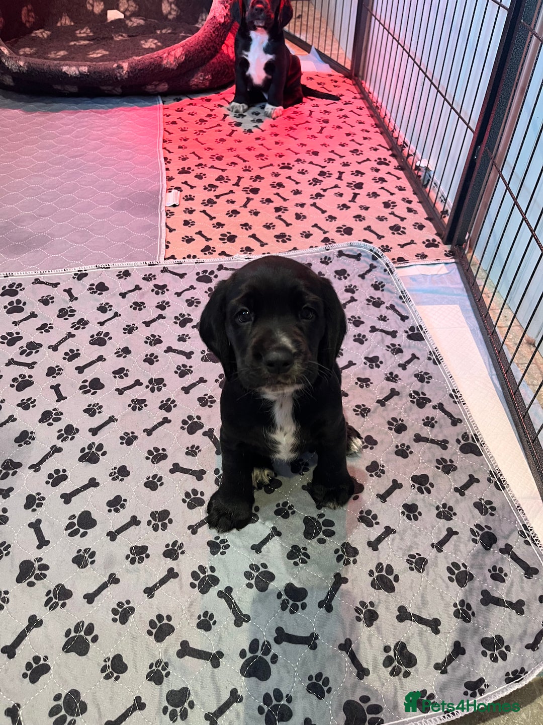 Bocker dogs for sale: Bocker Puppies for Sale - Image 9