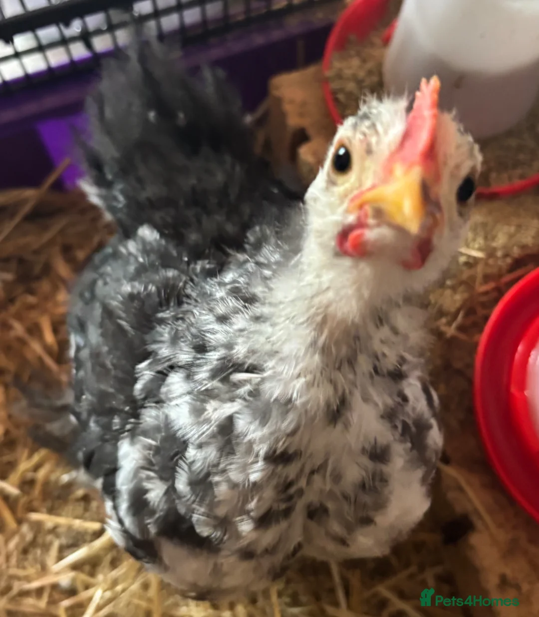 Chickens poultry for sale: cockerels in Ware - Advert 2
