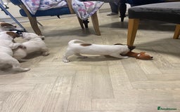 Jack Russell dogs for sale: Two girl puppies available  - Image 5