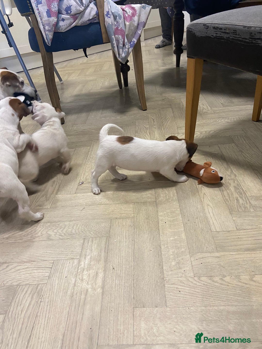 Jack Russell dogs for sale: Two girl puppies available  - Image 5