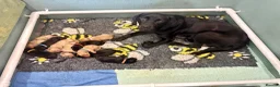 Labrador Retriever dogs for sale: Exceptional Kc registered Labrador puppies  - Advert 3