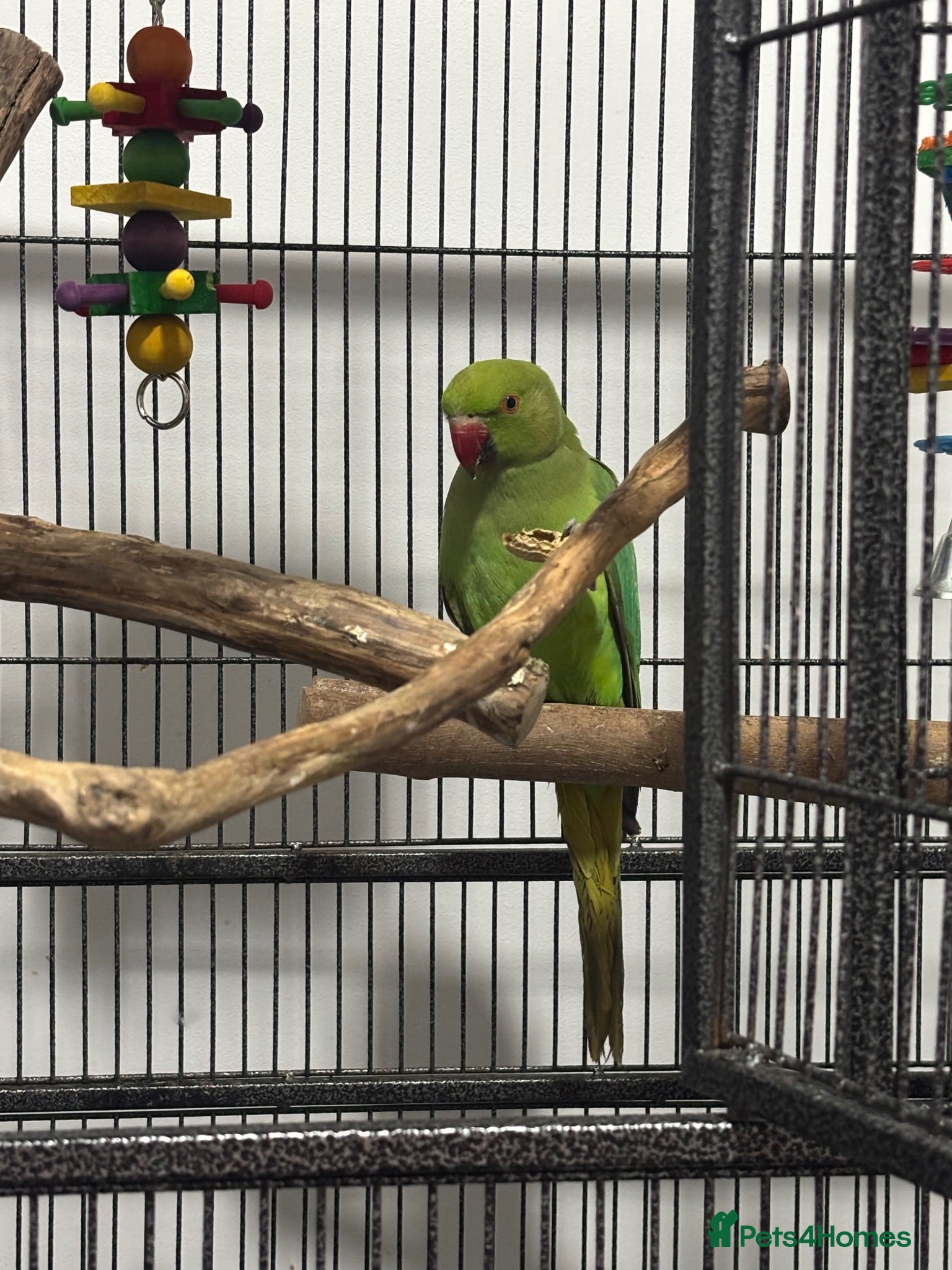 Ringnecks birds Indian ringneck parakeet for sale with full set up - Advert 4