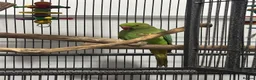 Ringnecks birds for sale: Indian ringneck parakeet for sale with full set up - Advert 1
