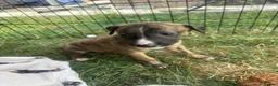 Mixed Breed dogs for sale: Lurcher pups for sale in Banbury - Advert 10