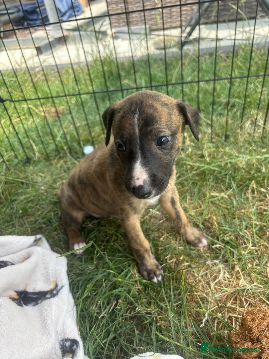 Mixed Breed dogs for sale: Lurcher pups for sale in Banbury - Advert 10