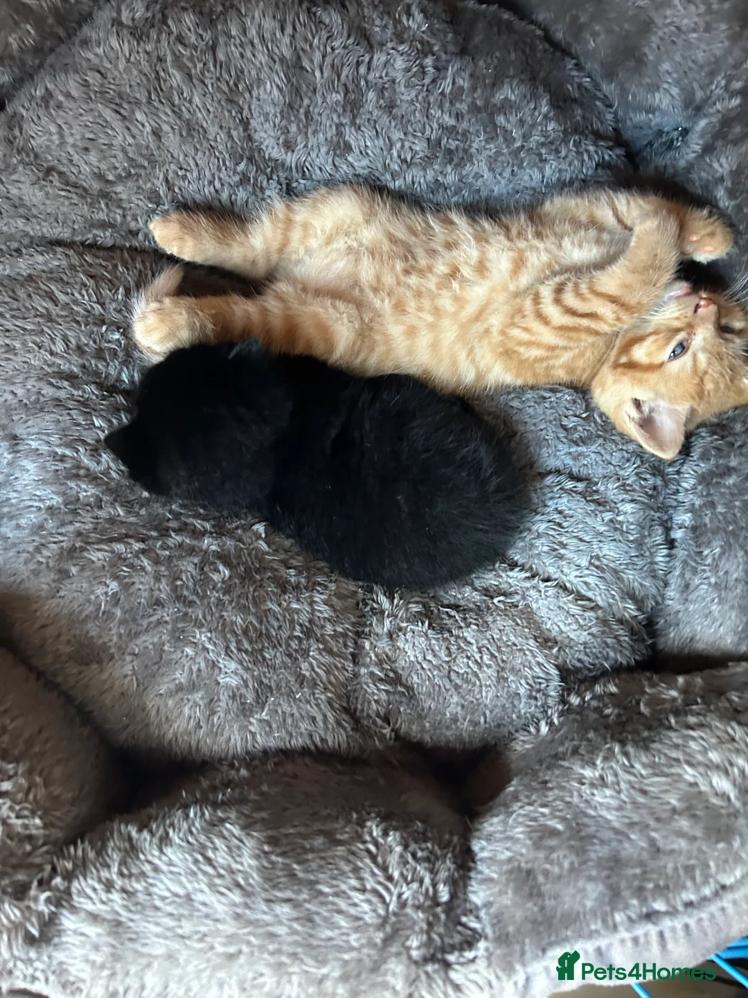 Scottish Fold cats for sale: Scottish Fold Black Girl  - Advert 21