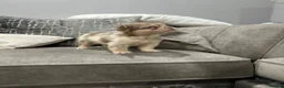 French Bulldog dogs for sale: French bulldogs  - Advert 7
