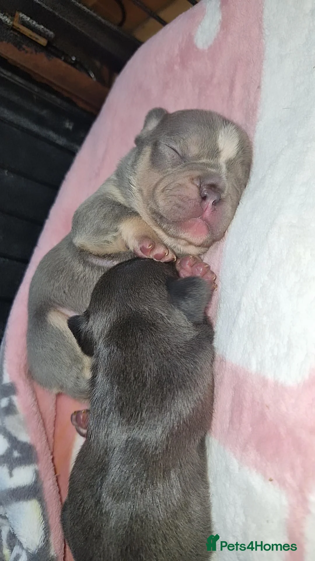 French Bulldog dogs for sale: Frenchie 🐾🐾 last little girl  - Advert 24