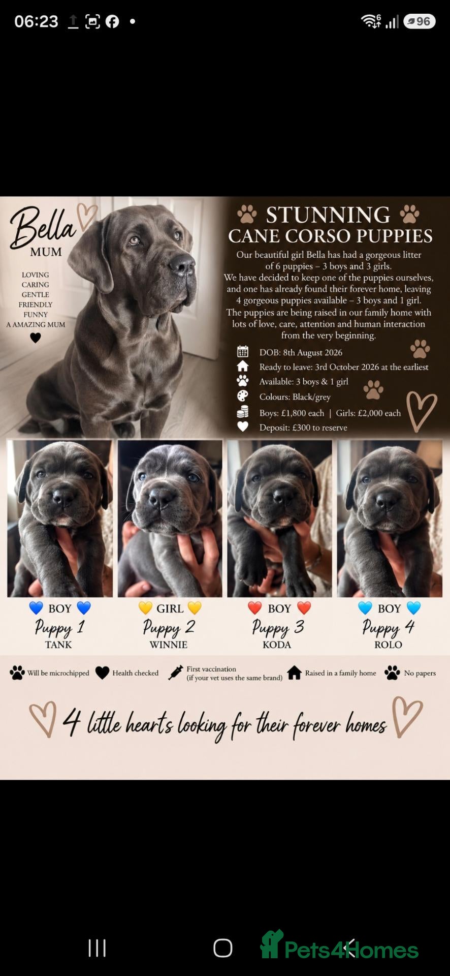 Cane Corso dogs S🐾❤️ STUNNING CANE CORSO PUPPIES–2BOYS & 2GIRLS  - Advert 4
