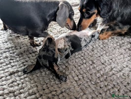 Miniature Dachshund dogs - Advert 8