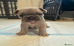 French Bulldog dogs for sale: French Bulldog Puppies – 2 Boys   - Image 3