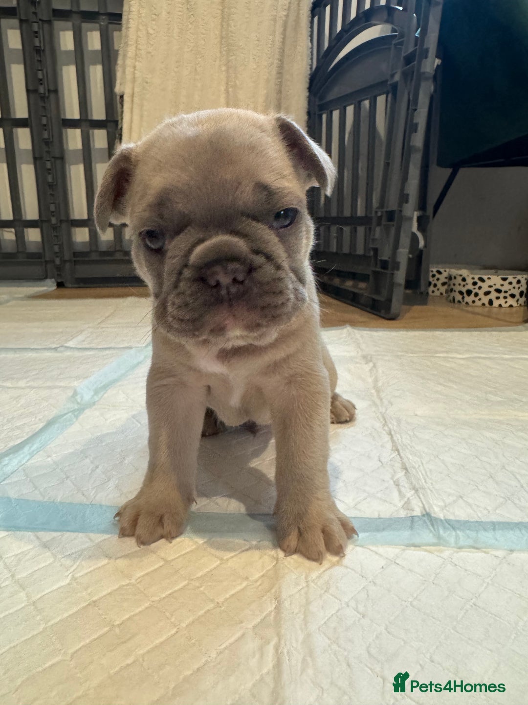 French Bulldog dogs for sale: French Bulldog Puppies – 2 Boys   - Image 3