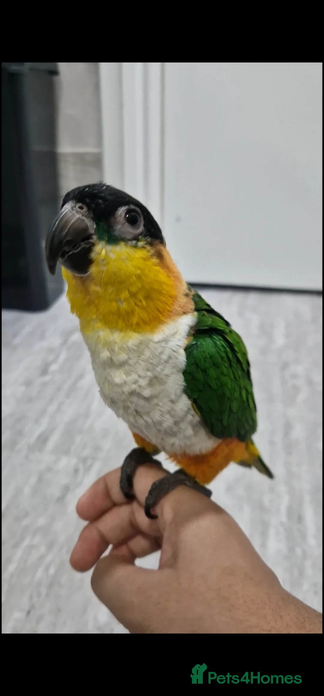 Budgerigars birds for sale: Tame caique parrot for sale - Advert 1