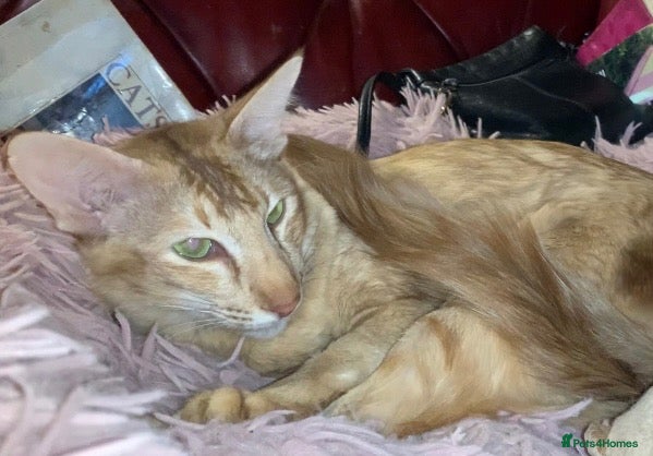 Oriental cats Beautiful lilac Oriental Longhair tabby boys - Advert 16