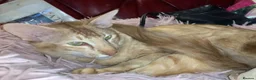 Oriental cats for sale: Beautiful lilac Oriental Longhair tabby boys - Advert 1
