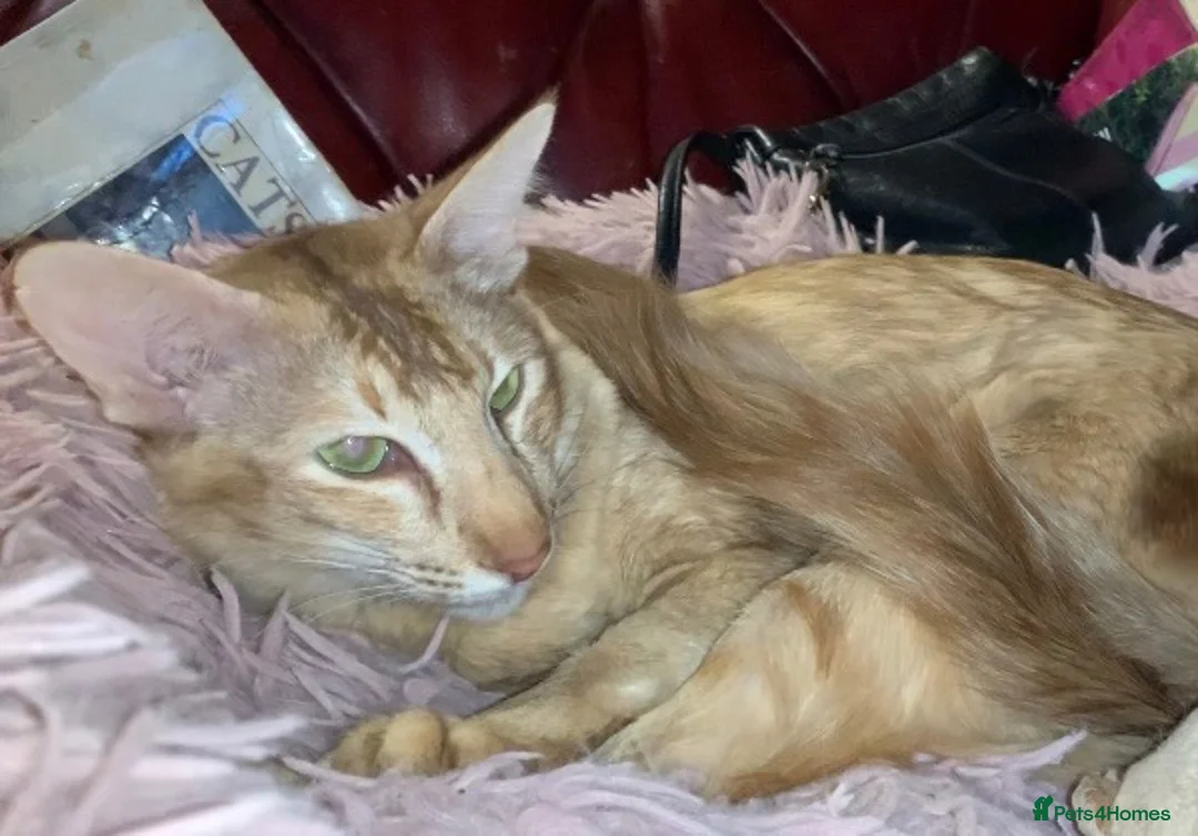 Oriental cats for sale: Beautiful lilac Oriental Longhair tabby boys - Advert 1