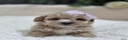 Maltipoo dogs for sale: Tiny Maltipoo F1B Puppies  in Motherwell - Advert 3