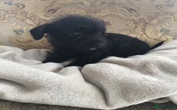 Jackapoo dogs for sale: ***READY NOW*** Gorgeous Jackapoo puppies - Image 19