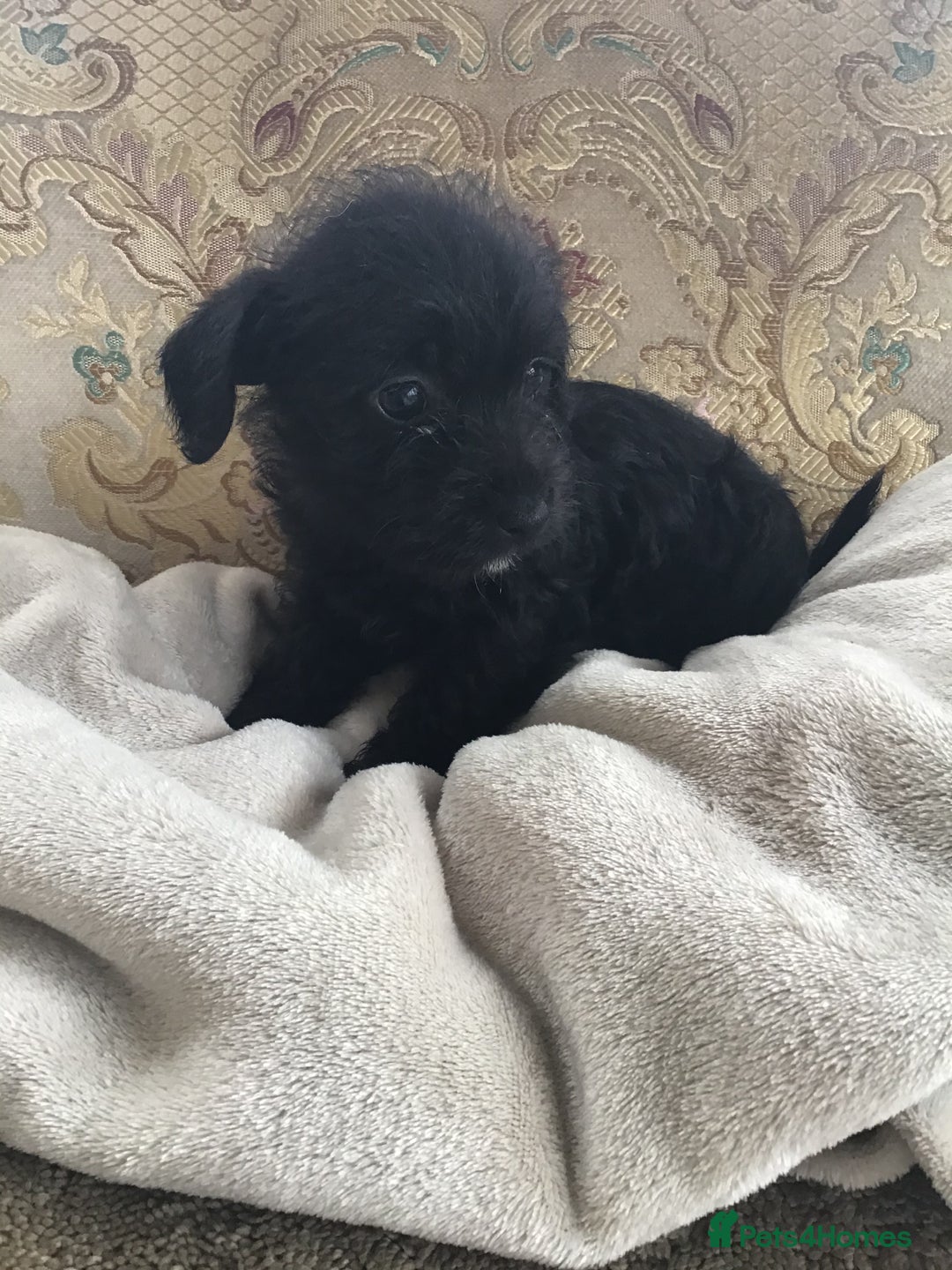 Jackapoo dogs for sale: ***READY NOW*** Gorgeous Jackapoo puppies - Image 19