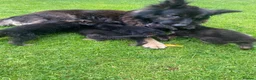 German Shepherd dogs for sale: Big chunky farm bred German shepherds ready now. - Advert 8
