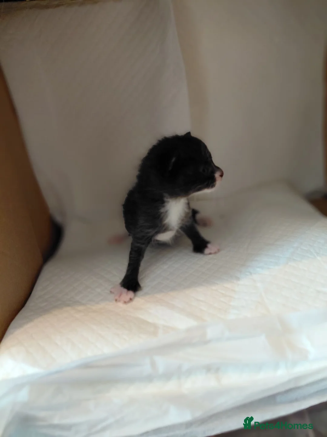 Domestic Shorthair cats for sale: Beautiful litter for sale  in Bedworth - Advert 12