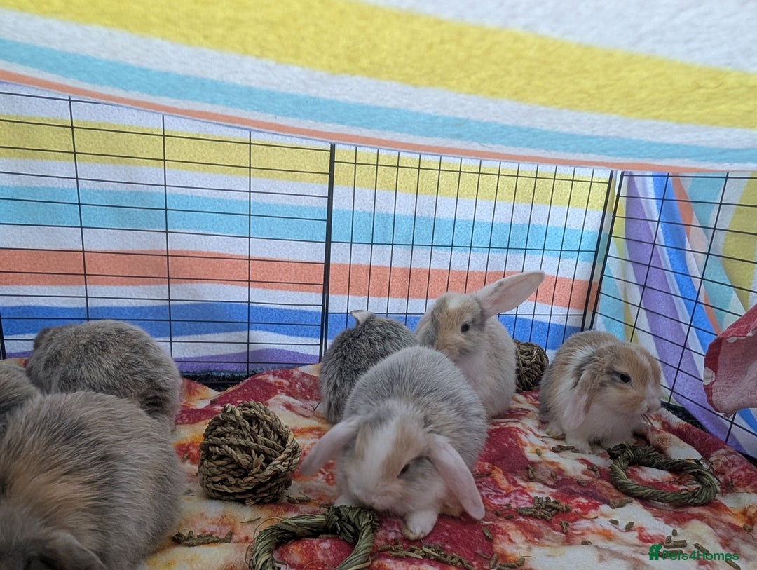 English Lop rabbits for sale: Beautiful baby bunnies  - Image 7
