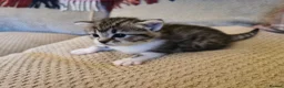 Mixed Breed cats for sale: Mixed kittens  - Advert 4