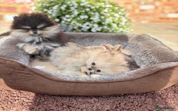 Pomeranian dogs for sale: Stunning Pomeranian Boys - Image 4