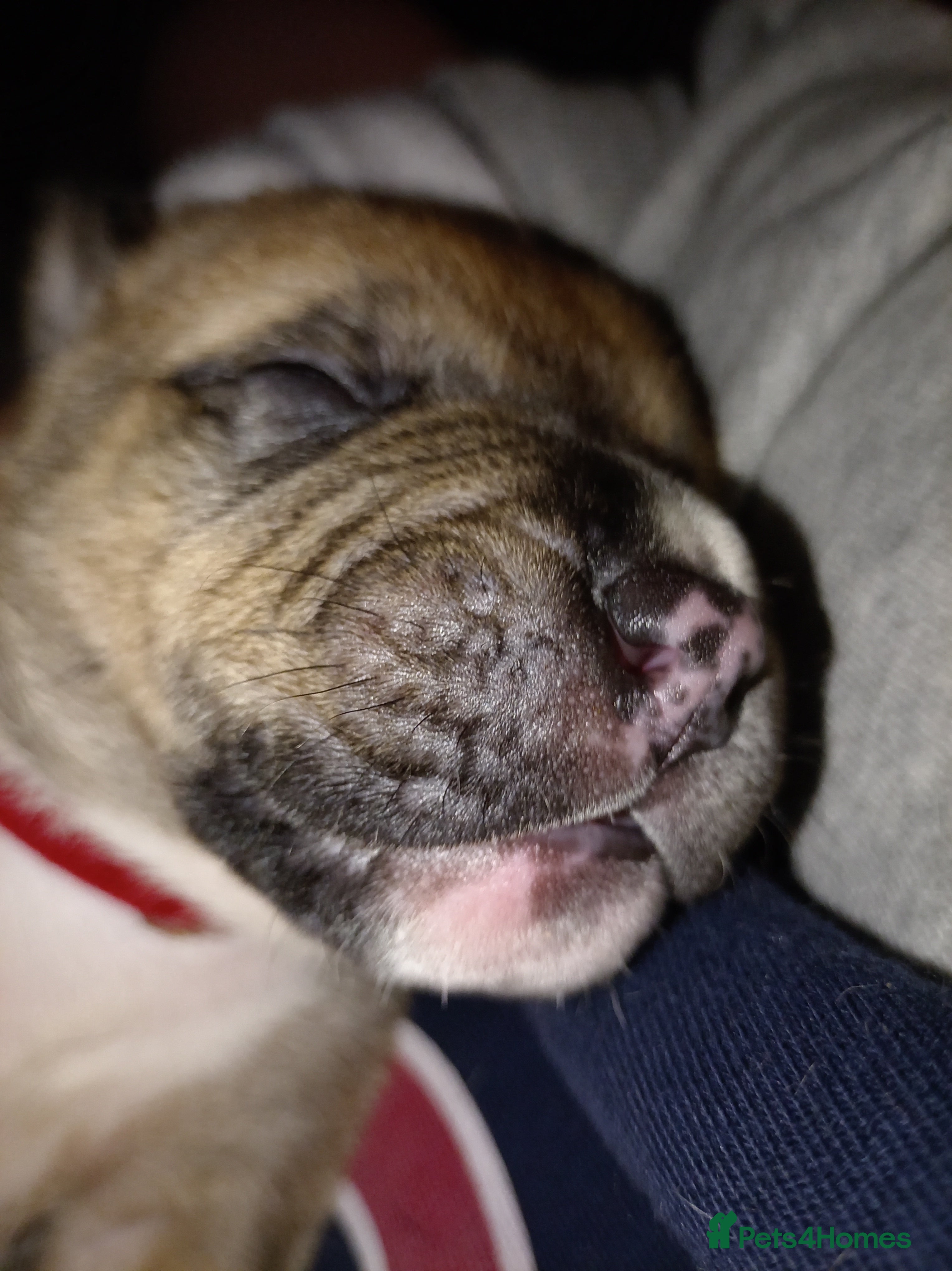 Mixed Breed dogs Canecorso mixed with American bulldog puppies - Advert 2