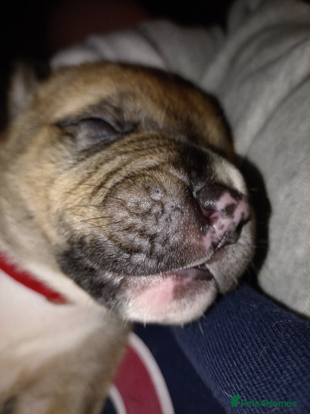 Mixed Breed dogs for sale: Canecorso mixed with American bulldog puppies - Advert 1