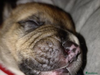 Mixed Breed dogs Canecorso mixed with American bulldog puppies - Advert 4